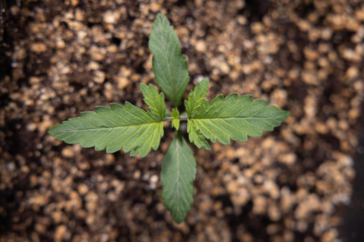 Tropicana Cookies 2 - Zamnesia x B&B. Week 1 - Tropicana Cookies 2 VEG - Week 1 - No Techniques