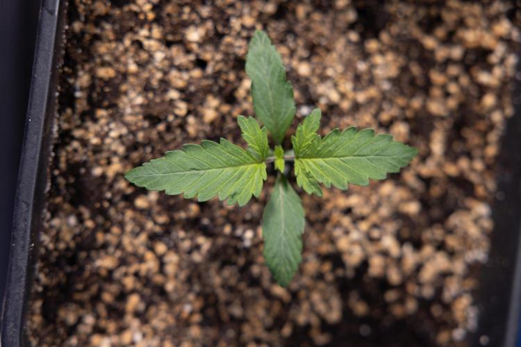 Tropicana Cookies 2 - Zamnesia x B&B. Week 1 - Tropicana Cookies 2 VEG - Week 1 - No Techniques