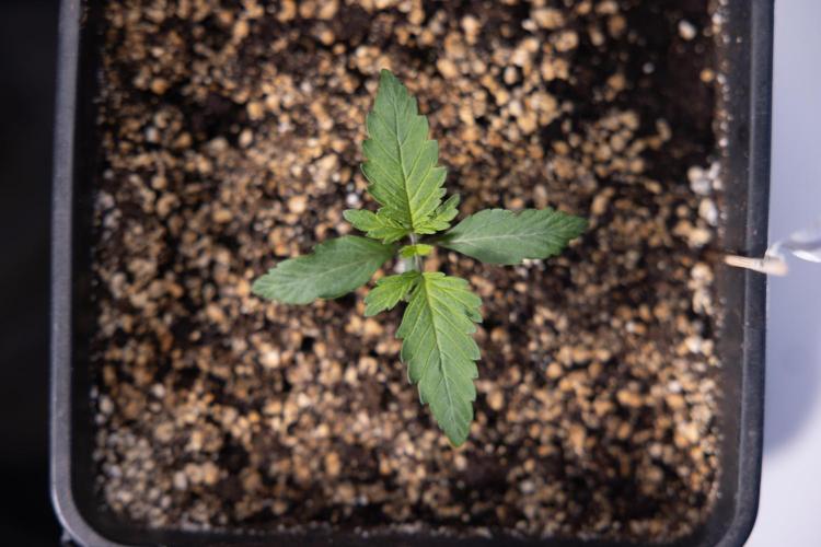 Tropicana Cookies 2 - Zamnesia x B&B. Week 1 - Tropicana Cookies 2 VEG - Week 1 - No Techniques