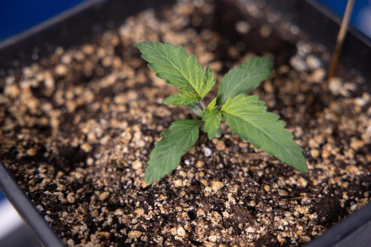 Tropicana Cookies 2 - Zamnesia x B&B. Week 1 - Tropicana Cookies 2 VEG - Week 1 - No Techniques