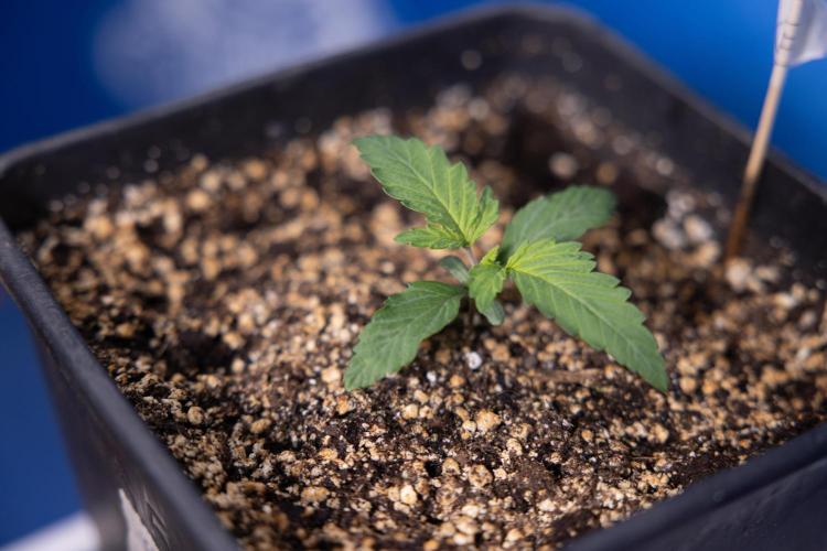 Tropicana Cookies 2 - Zamnesia x B&B. Week 1 - Tropicana Cookies 2 VEG - Week 1 - No Techniques