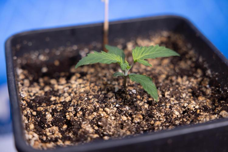 Tropicana Cookies 2 - Zamnesia x B&B. Week 1 - Tropicana Cookies 2 VEG - Week 1 - No Techniques