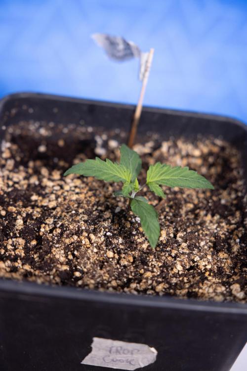 Tropicana Cookies 2 - Zamnesia x B&B. Week 1 - Tropicana Cookies 2 VEG - Week 1 - No Techniques