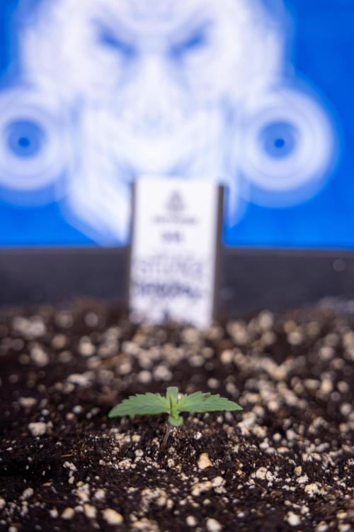 Sticky Broccoli - Zamnesia x B&B. Week 1 - Sticky Broccoli - Day 6 - Veg 