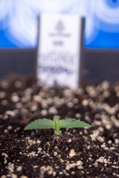 Sticky Broccoli - Zamnesia x B&B. Week 1 - Sticky Broccoli - Day 6 - Veg 