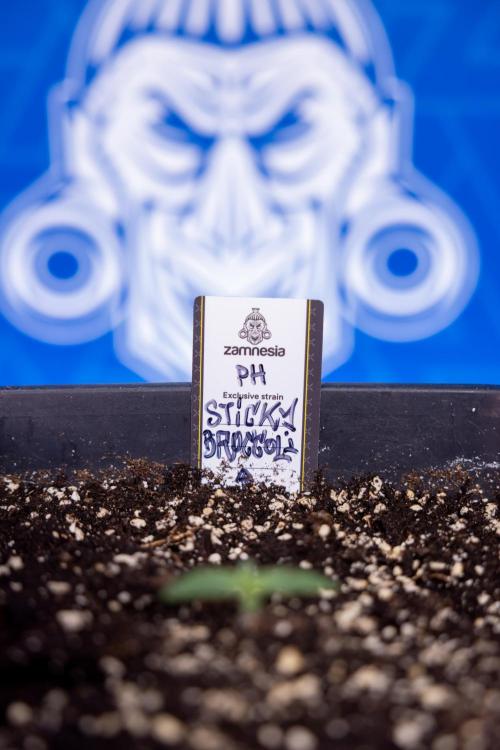 Sticky Broccoli - Zamnesia x B&B. Week 1 - Sticky Broccoli - Day 6 - Veg 