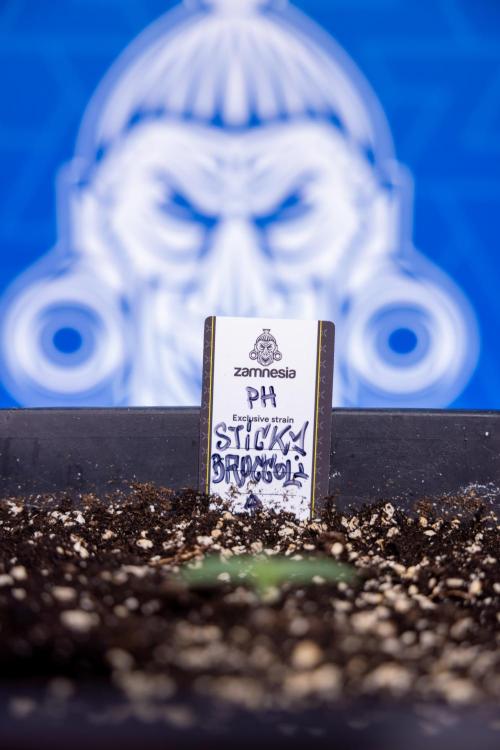 Sticky Broccoli - Zamnesia x B&B. Week 1 - Sticky Broccoli - Day 6 - Veg 