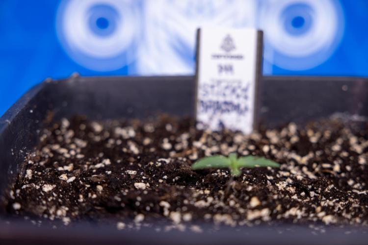 Sticky Broccoli - Zamnesia x B&B. Week 1 - Sticky Broccoli - Day 6 - Veg 