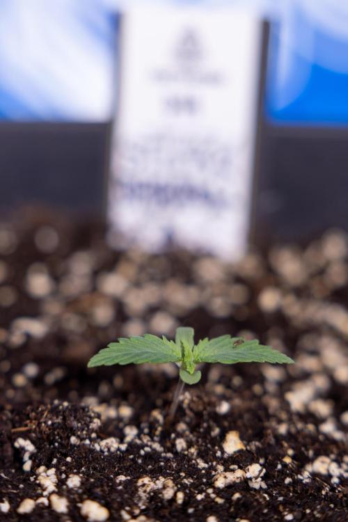 Sticky Broccoli - Zamnesia x B&B. Week 1 - Sticky Broccoli - Day 6 - Veg 