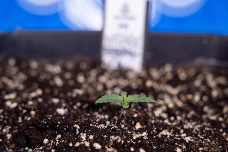 Sticky Broccoli - Zamnesia x B&B. Week 1 - Sticky Broccoli - Day 6 - Veg 