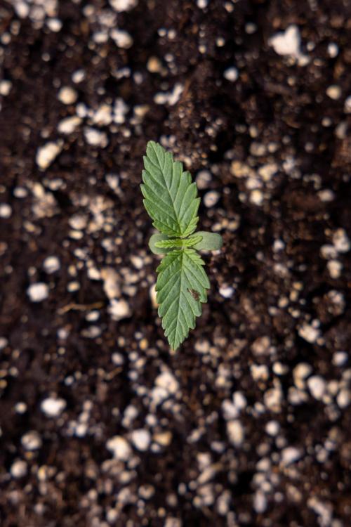 Sticky Broccoli - Zamnesia x B&B. Week 1 - Sticky Broccoli - Day 6 - Veg 