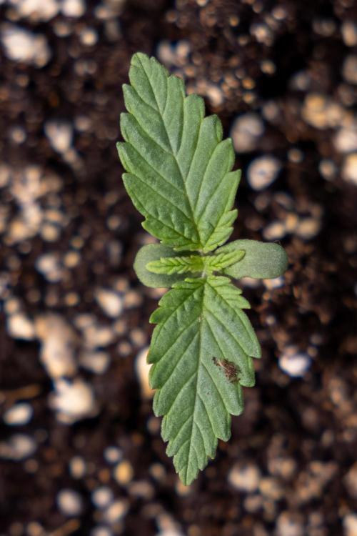 Sticky Broccoli - Zamnesia x B&B. Week 1 - Sticky Broccoli - Day 6 - Veg 