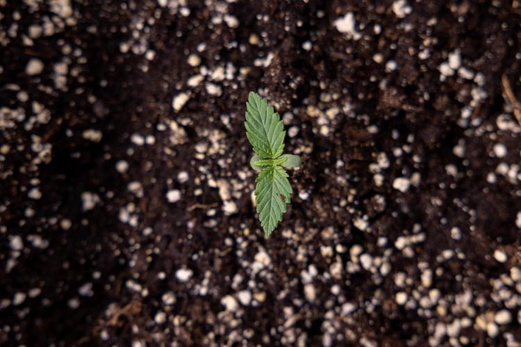 Sticky Broccoli - Zamnesia x B&B. Week 1 - Sticky Broccoli - Day 6 - Veg 