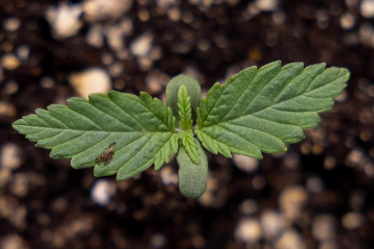 Sticky Broccoli - Zamnesia x B&B. Week 1 - Sticky Broccoli - Day 6 - Veg 