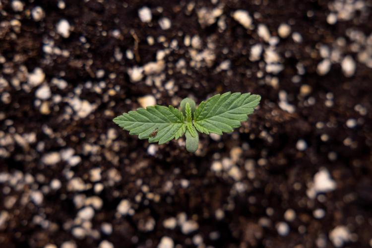 Sticky Broccoli - Zamnesia x B&B. Week 1 - Sticky Broccoli - Day 6 - Veg 