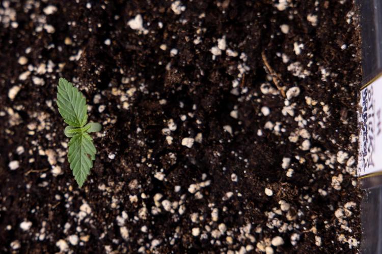 Sticky Broccoli - Zamnesia x B&B. Week 1 - Sticky Broccoli - Day 6 - Veg 