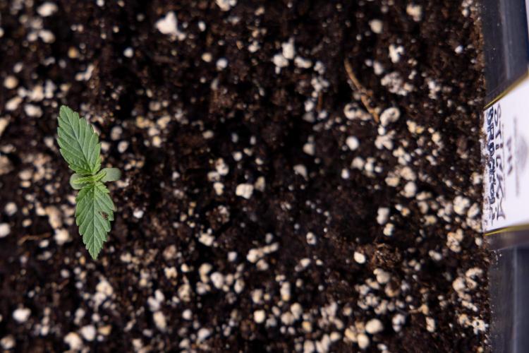 Sticky Broccoli - Zamnesia x B&B. Week 1 - Sticky Broccoli - Day 6 - Veg 