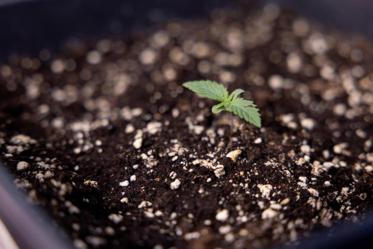 Sticky Broccoli - Zamnesia x B&B. Week 1 - Sticky Broccoli - Day 6 - Veg 