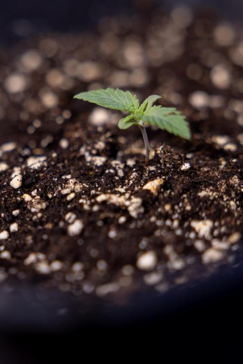 Sticky Broccoli - Zamnesia x B&B. Week 1 - Sticky Broccoli - Day 6 - Veg 