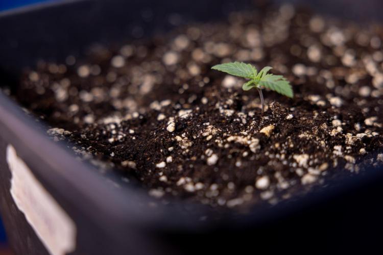 Sticky Broccoli - Zamnesia x B&B. Week 1 - Sticky Broccoli - Day 6 - Veg 