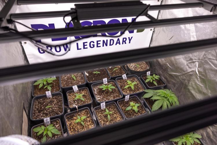 Sticky Broccoli - Zamnesia x B&B. Week 1 - All Zamnesia x Plagron Crew