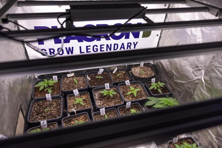 Sticky Broccoli - Zamnesia x B&B. Week 1 - All Zamnesia x Plagron Crew