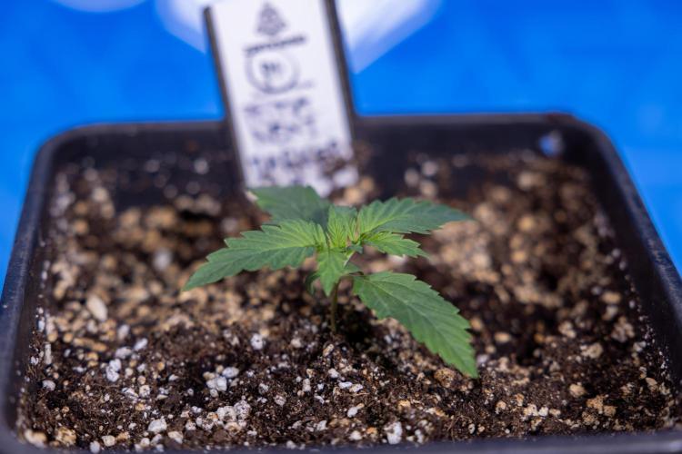 Permanent Marker - Zamnesia x B&B. Week 1