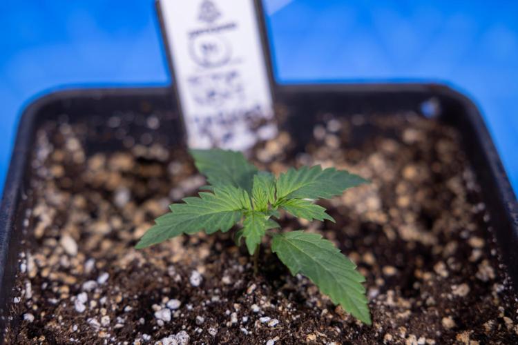 Permanent Marker - Zamnesia x B&B. Week 1