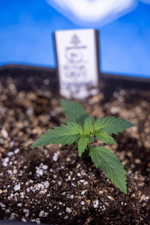 Permanent Marker - Zamnesia x B&B. Week 1