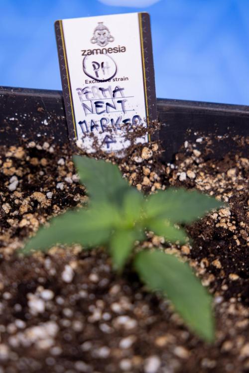 Permanent Marker - Zamnesia x B&B. Week 1