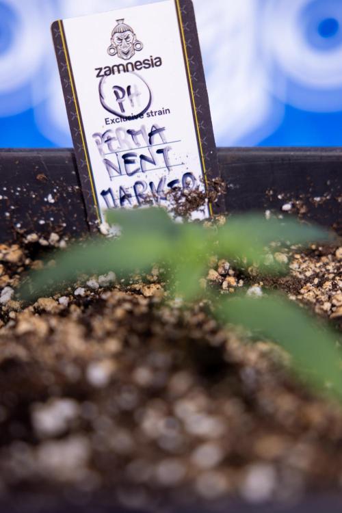 Permanent Marker - Zamnesia x B&B. Week 1