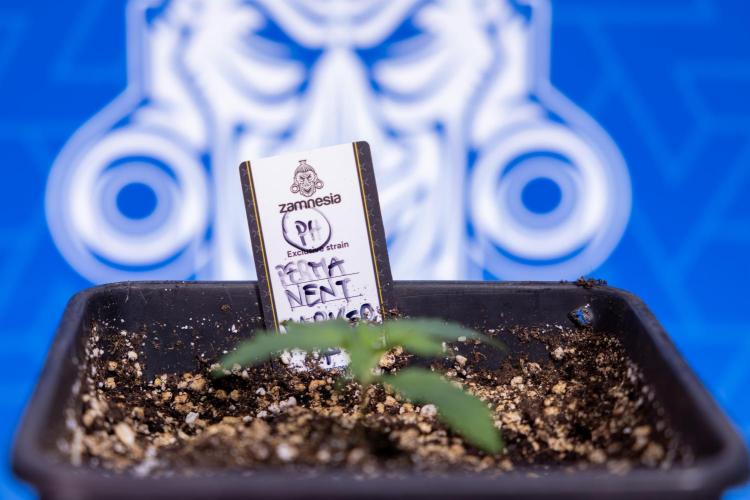 Permanent Marker - Zamnesia x B&B. Week 1