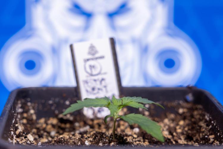 Permanent Marker - Zamnesia x B&B. Week 1