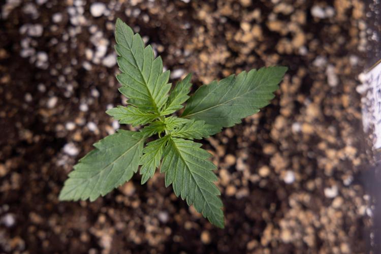 Permanent Marker - Zamnesia x B&B. Week 1