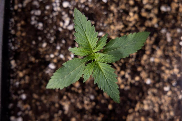 Permanent Marker - Zamnesia x B&B. Week 1