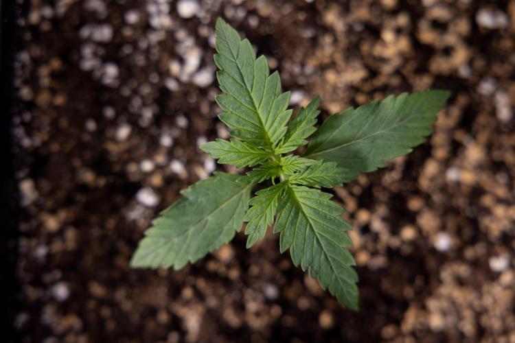 Permanent Marker - Zamnesia x B&B. Week 1