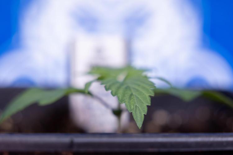 Power Plant - Zamnesia & B&B. Week 1 - Power Plant - Week 1 - Veg