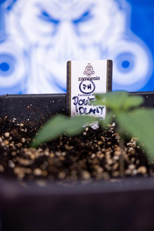 Power Plant - Zamnesia & B&B. Week 1 - Power Plant - Week 1 - Veg