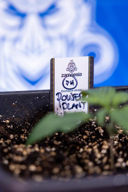 Power Plant - Zamnesia & B&B. Week 1 - Power Plant - Week 1 - Veg