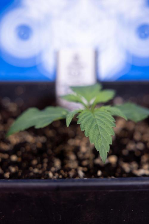 Power Plant - Zamnesia & B&B. Week 1 - Power Plant - Week 1 - Veg