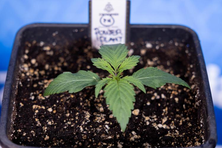 Power Plant - Zamnesia & B&B. Week 1 - Power Plant - Week 1 - Veg