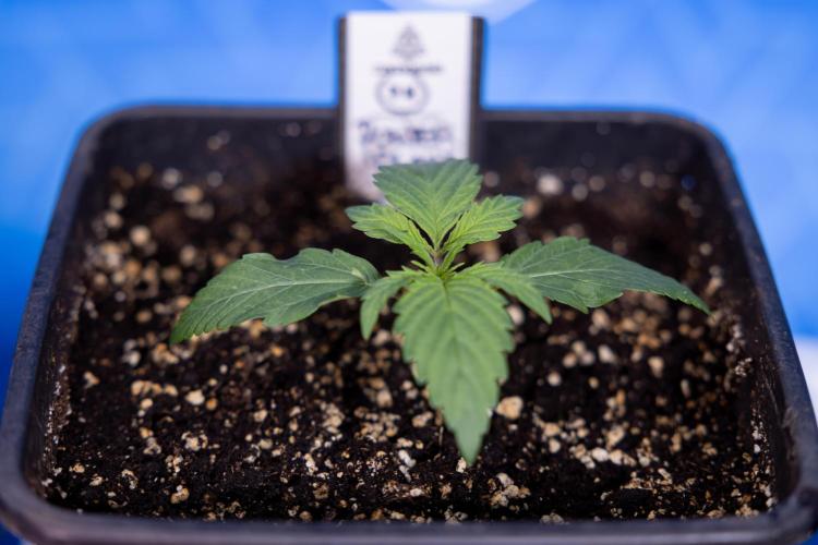 Power Plant - Zamnesia & B&B. Week 1 - Power Plant - Week 1 - Veg