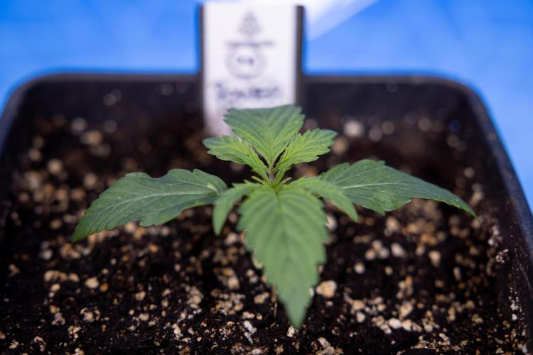 Power Plant - Zamnesia & B&B. Week 1 - Power Plant - Week 1 - Veg