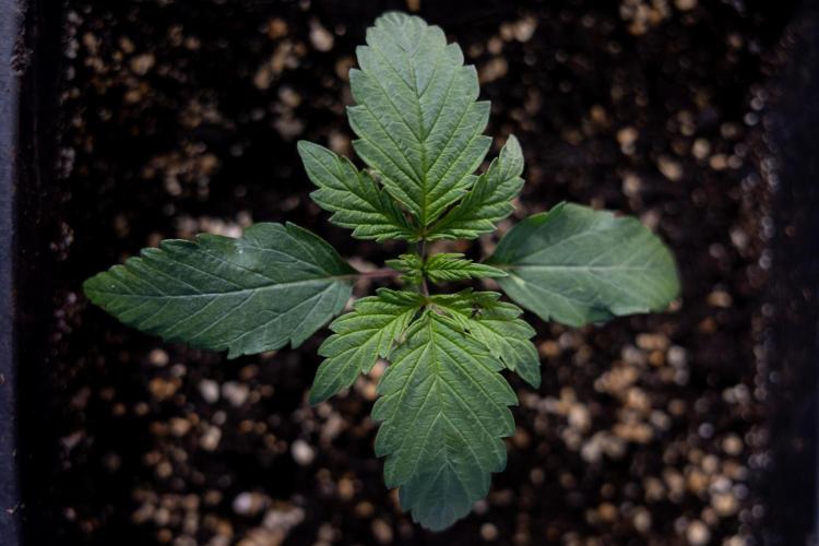 Power Plant - Zamnesia & B&B. Week 1 - Power Plant - Week 1 - Veg