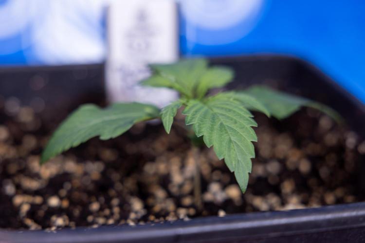 Power Plant - Zamnesia & B&B. Week 1 - Power Plant - Week 1 - Veg