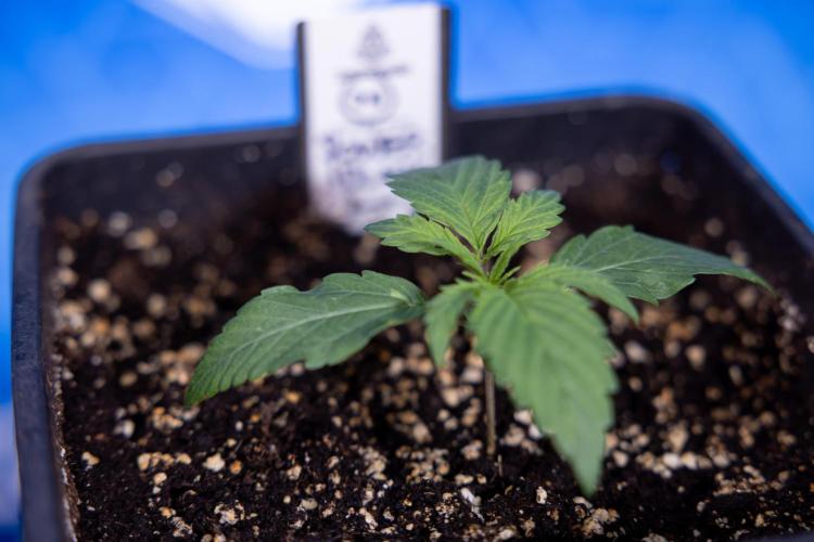 Power Plant - Zamnesia & B&B. Week 1 - Power Plant - Week 1 - Veg