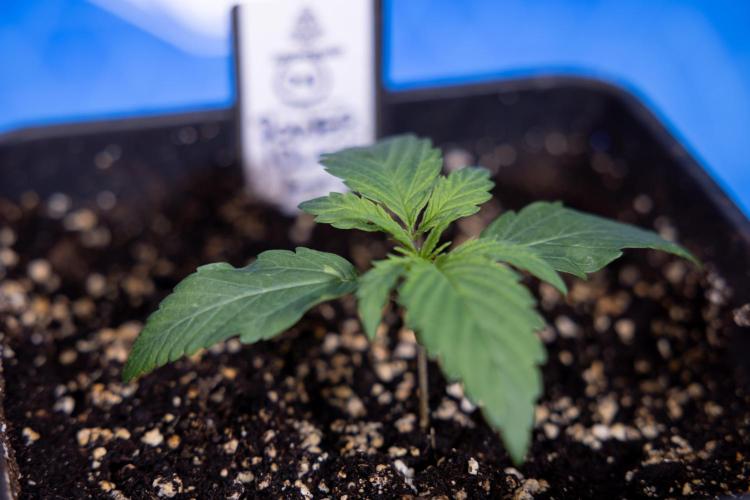 Power Plant - Zamnesia & B&B. Week 1 - Power Plant - Week 1 - Veg