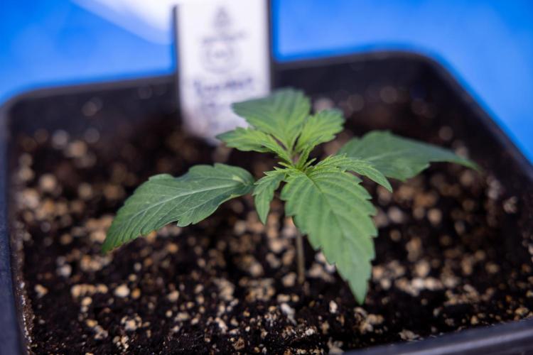 Power Plant - Zamnesia & B&B. Week 1 - Power Plant - Week 1 - Veg