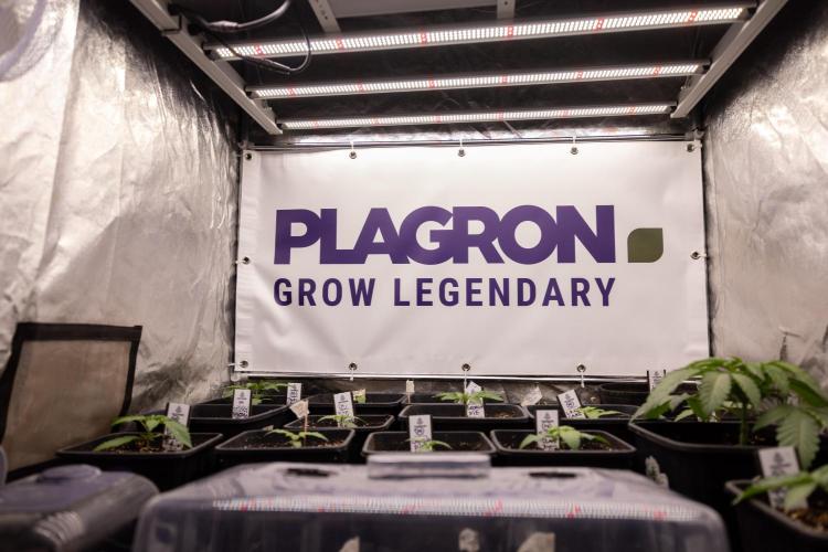 Lemon Cherry Gelato - Zamnesia x B&B. Week 1 - All Zamnesia x Plagron Crew