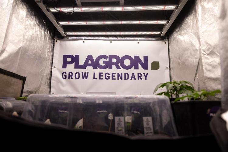 Lemon Cherry Gelato - Zamnesia x B&B. Week 1 - All Zamnesia x Plagron Crew